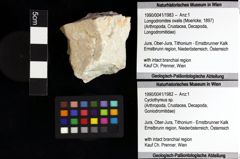 Foto (Objket + Etiketten) von Cyclothyreus sp. 